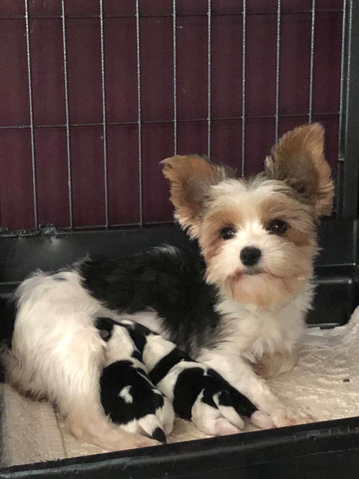 Yorkshire Terrier Puppies breeder image 5