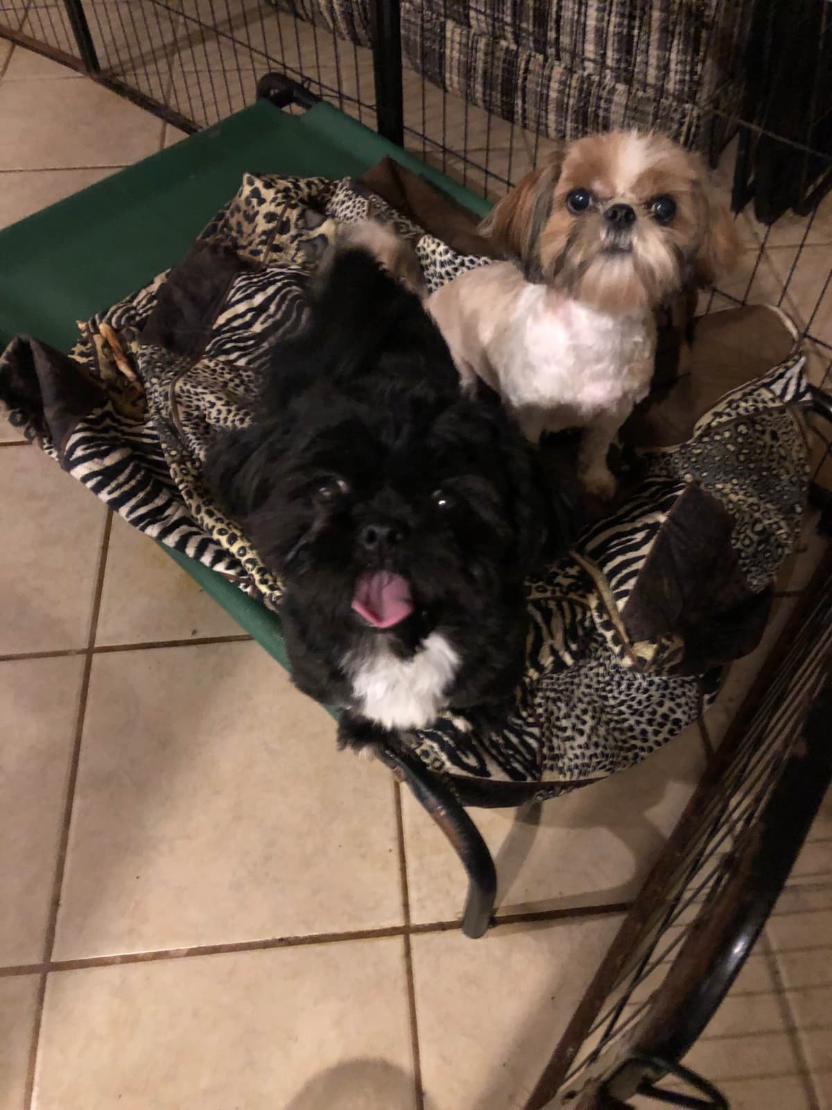 Yorkshire Terrier Puppies breeder image 7