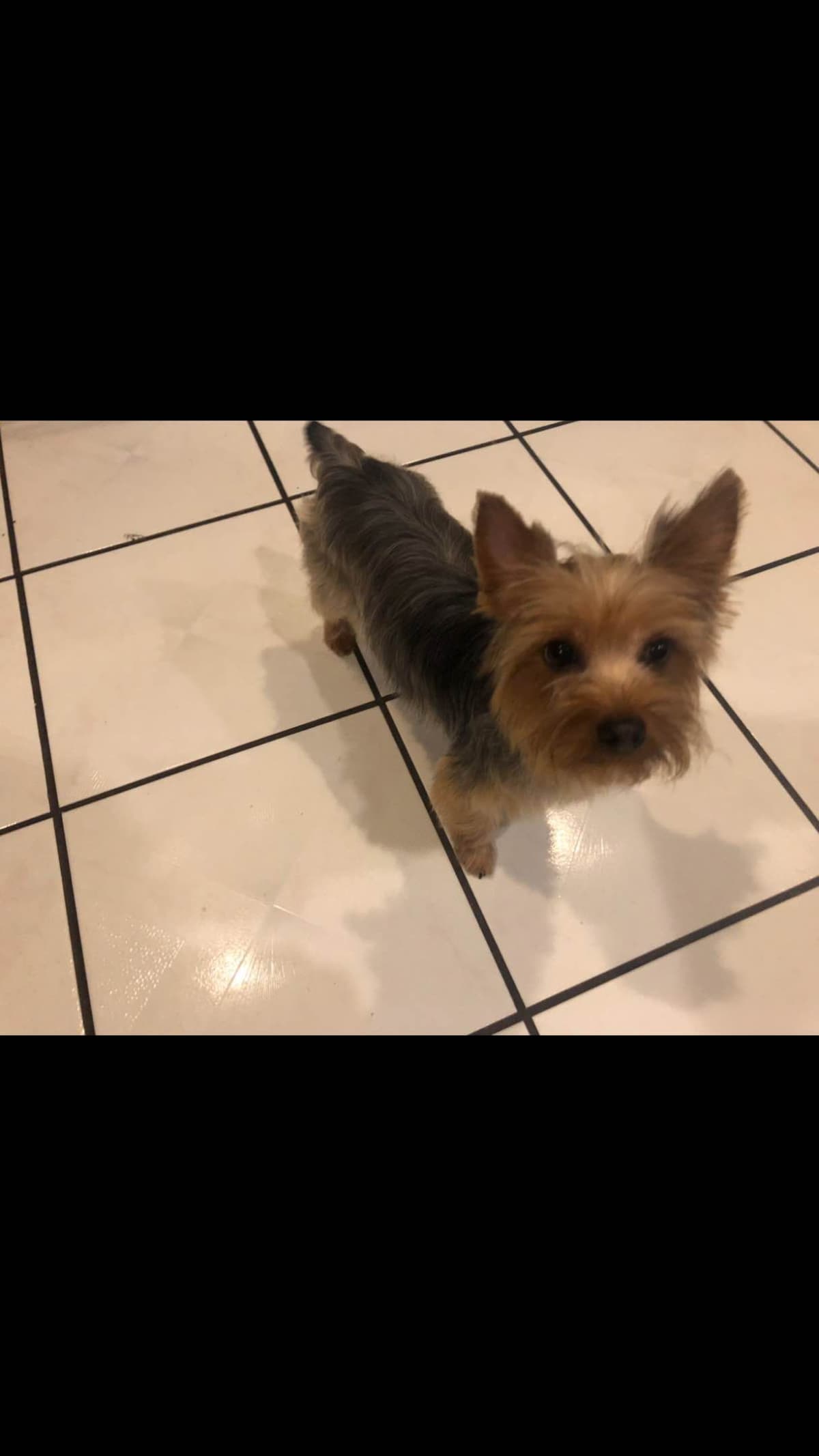 Yorkshire Terrier Puppies breeder image 8