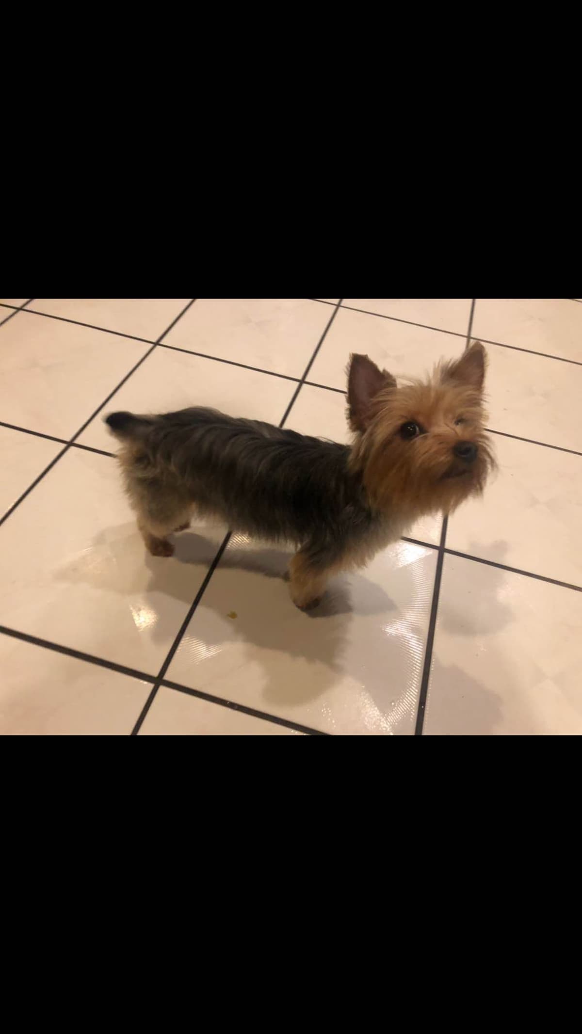 Yorkshire Terrier Puppies breeder image 9