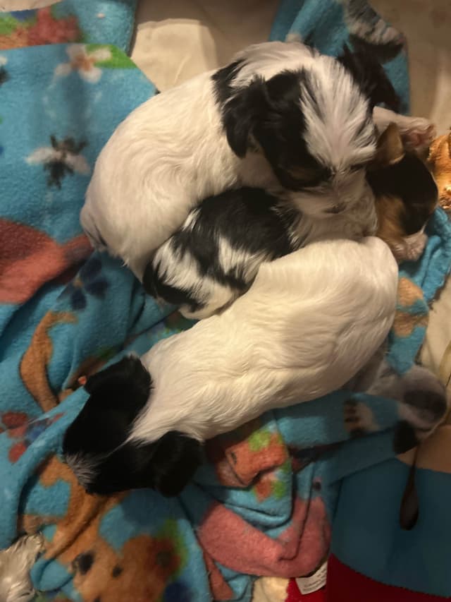 Yorkshire Terrier Puppies media 29