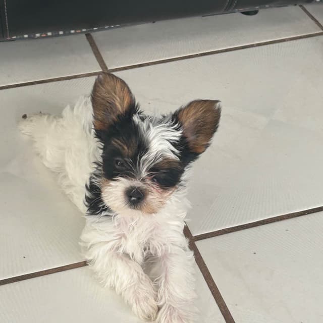 Yorkshire Terrier Puppies media 4