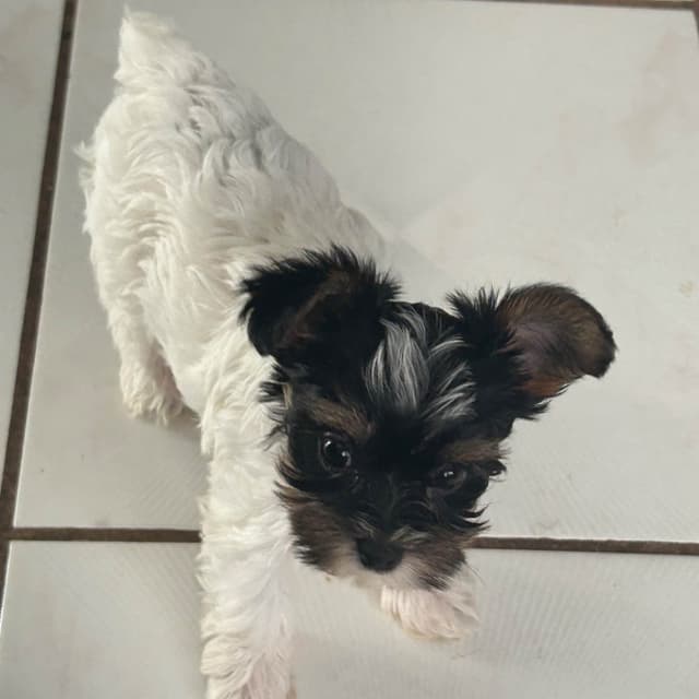 Yorkshire Terrier Puppies media 5