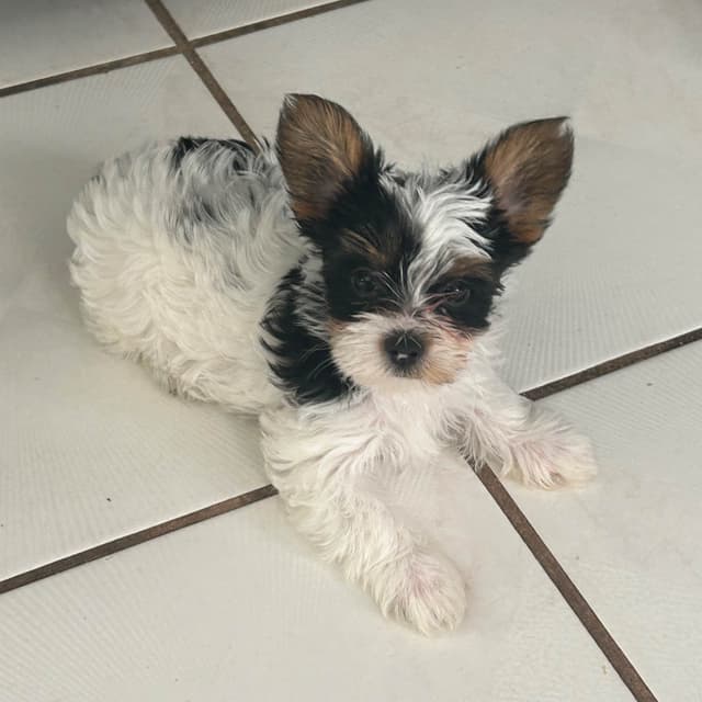 Yorkshire Terrier Puppies media 6