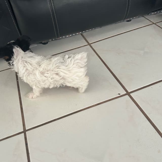 Yorkshire Terrier Puppies media 7