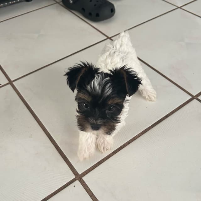 Yorkshire Terrier Puppies media 8
