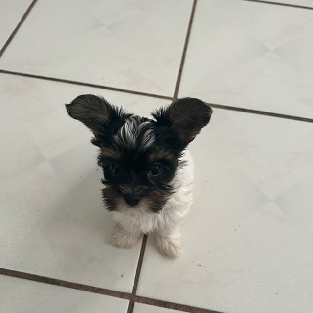 Yorkshire Terrier Puppies media 9