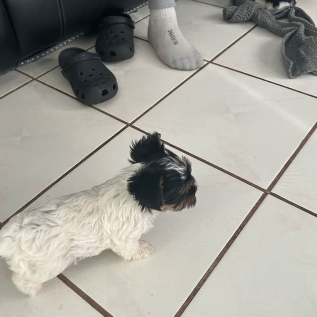 Yorkshire Terrier Puppies media 10