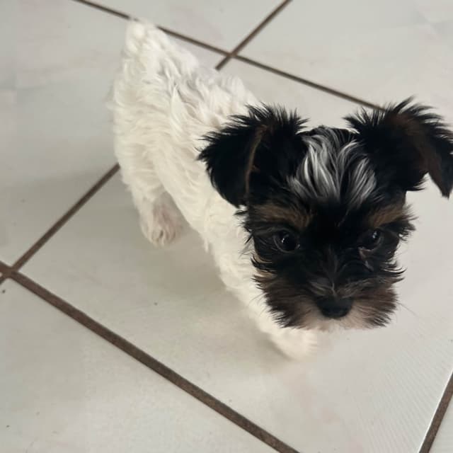 Yorkshire Terrier Puppies media 11