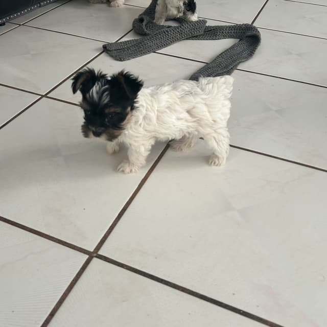 Yorkshire Terrier Puppies media 13