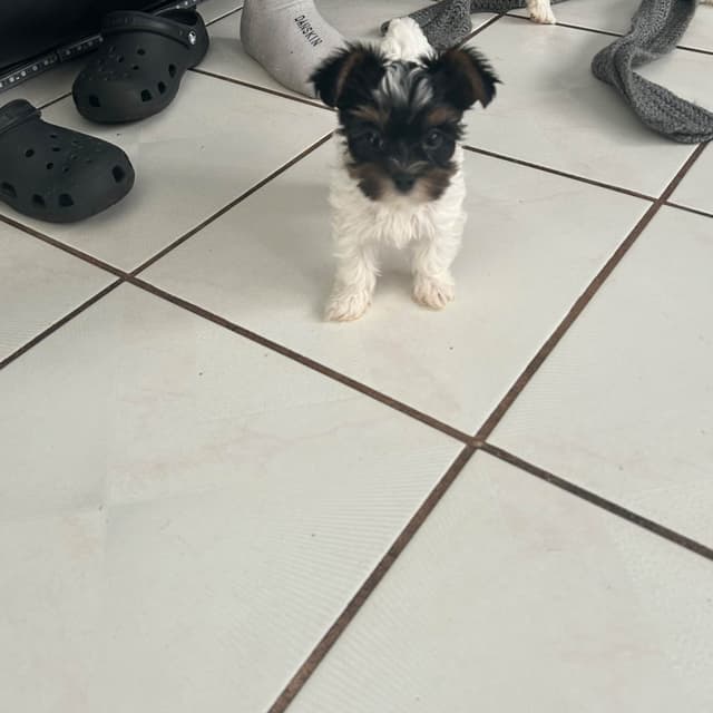 Yorkshire Terrier Puppies media 12