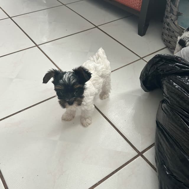 Yorkshire Terrier Puppies media 17