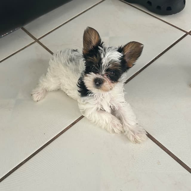 Yorkshire Terrier Puppies media 16