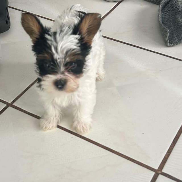Yorkshire Terrier Puppies media 20