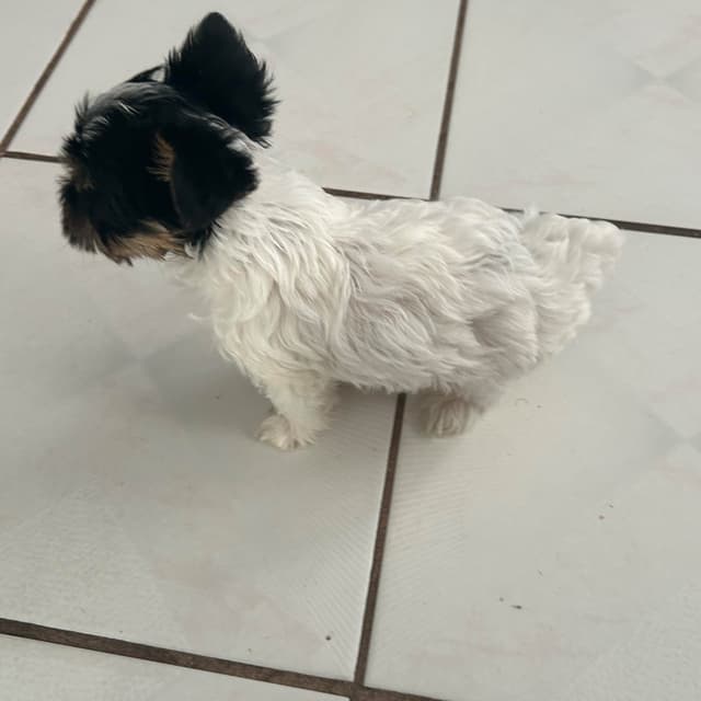 Yorkshire Terrier Puppies media 23