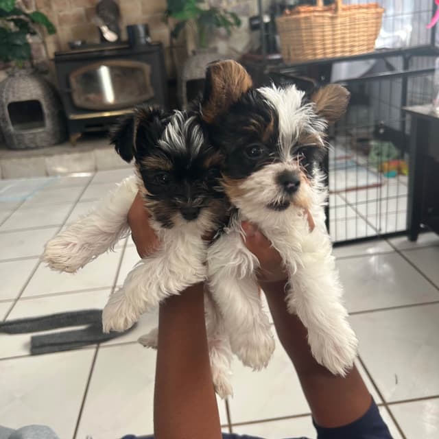 Yorkshire Terrier Puppies media 24