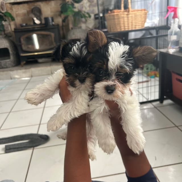 Yorkshire Terrier Puppies media 26