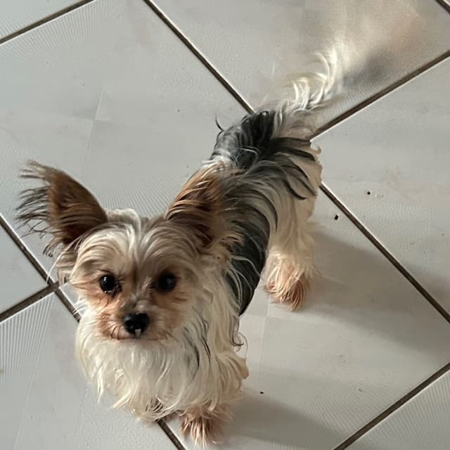 Yorkshire Terrier Puppies media 30