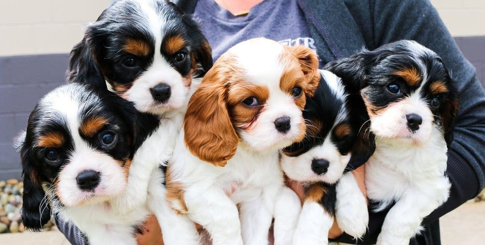 Cavalier King Charles Spaniel Puppies breeder image 1
