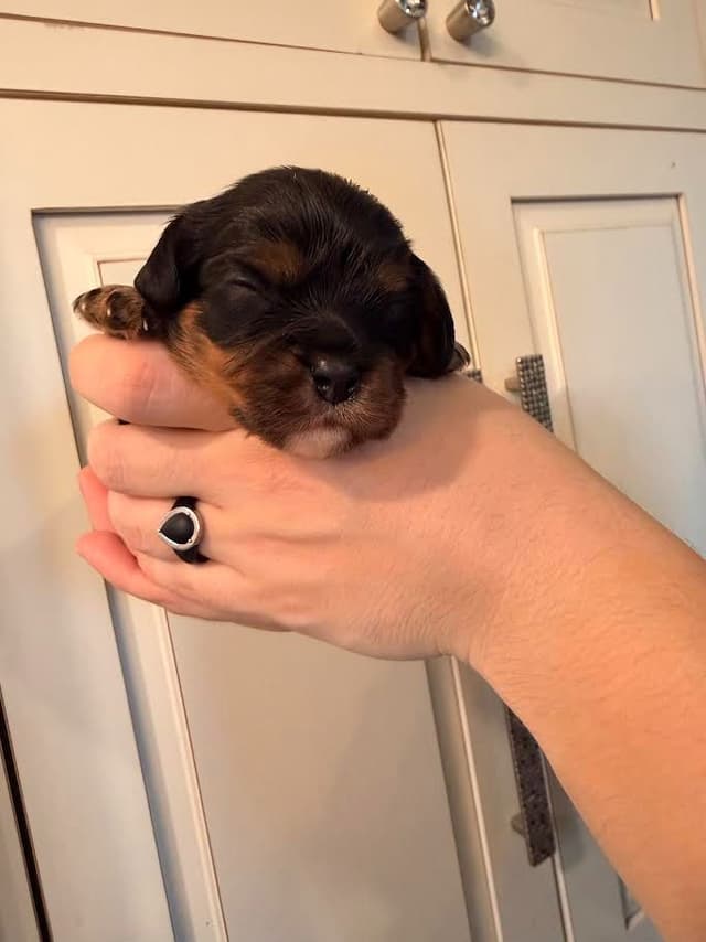 Cavalier King Charles Spaniel Puppies media 3