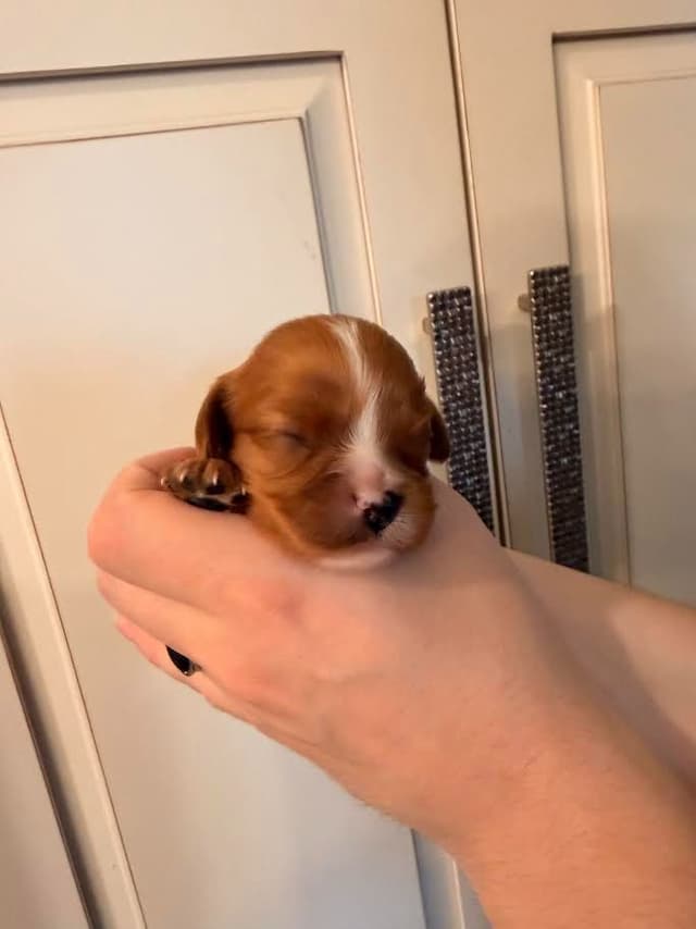 Cavalier King Charles Spaniel Puppies media 2
