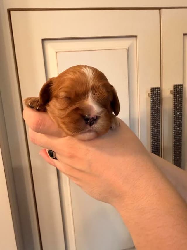Cavalier King Charles Spaniel Puppies media 4