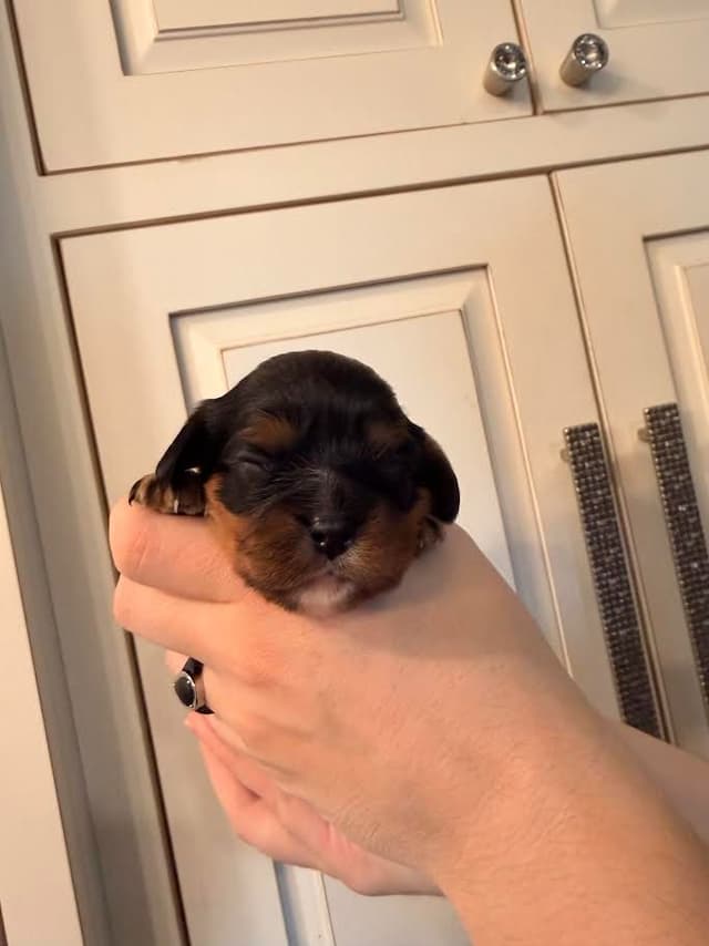 Cavalier King Charles Spaniel Puppies media 5