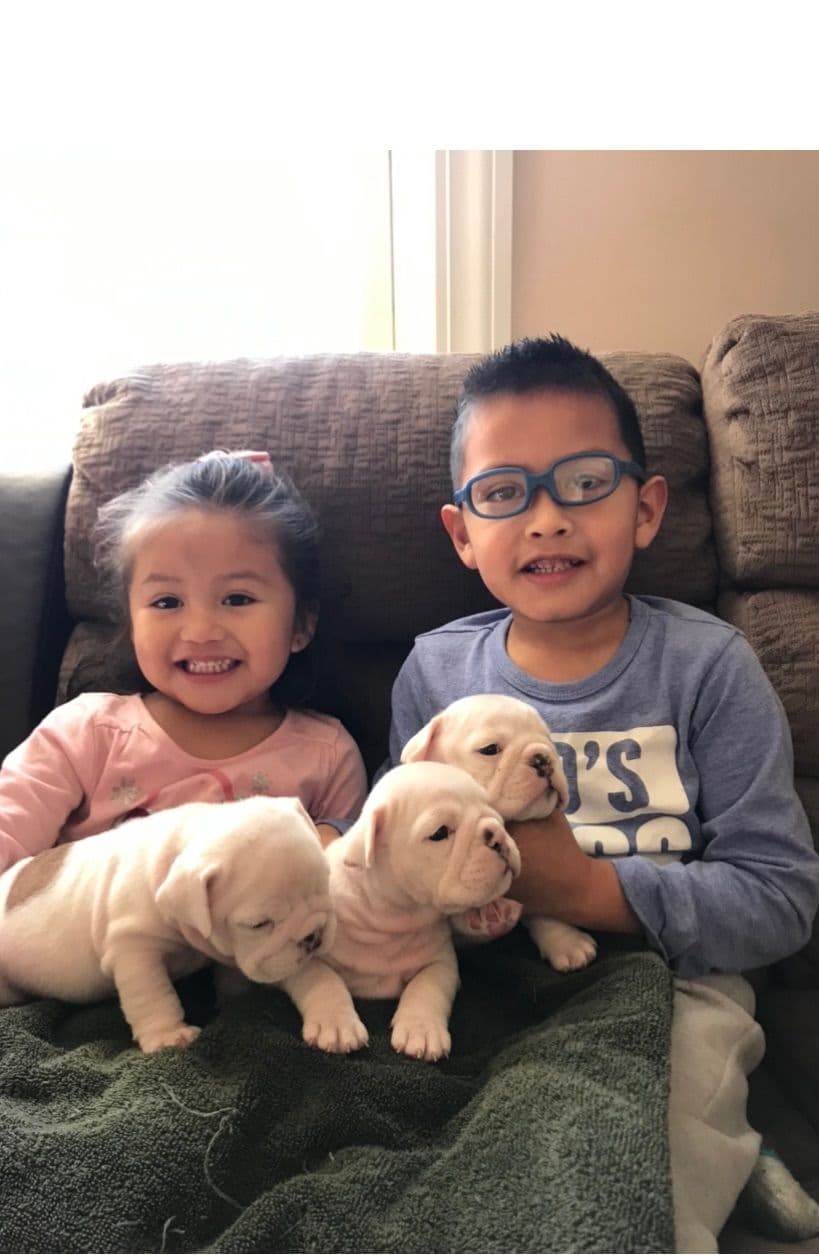 Bulldog Puppies $5000 breeder image 4