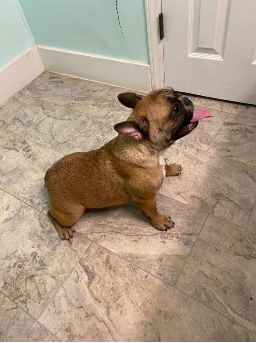 Bulldog Puppies $5000 breeder image 5