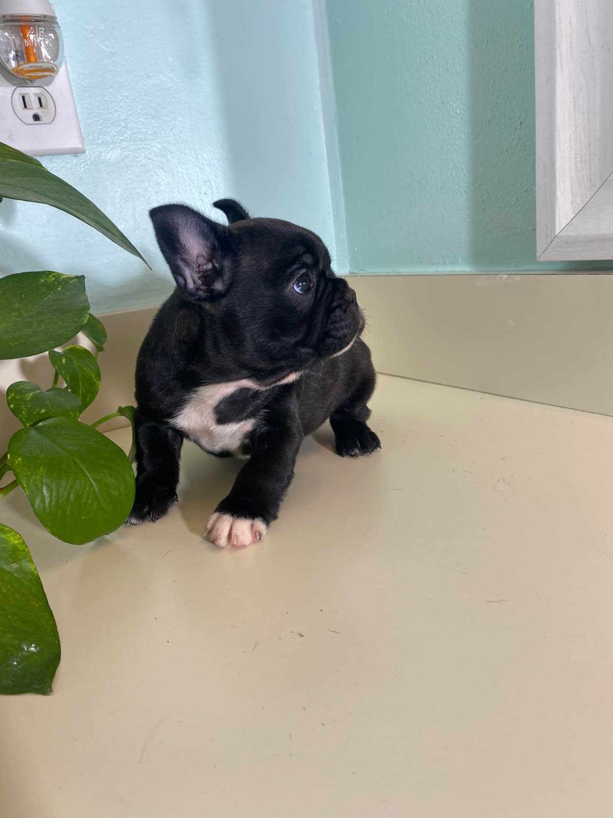 Bulldog Puppies $5000 breeder image 8
