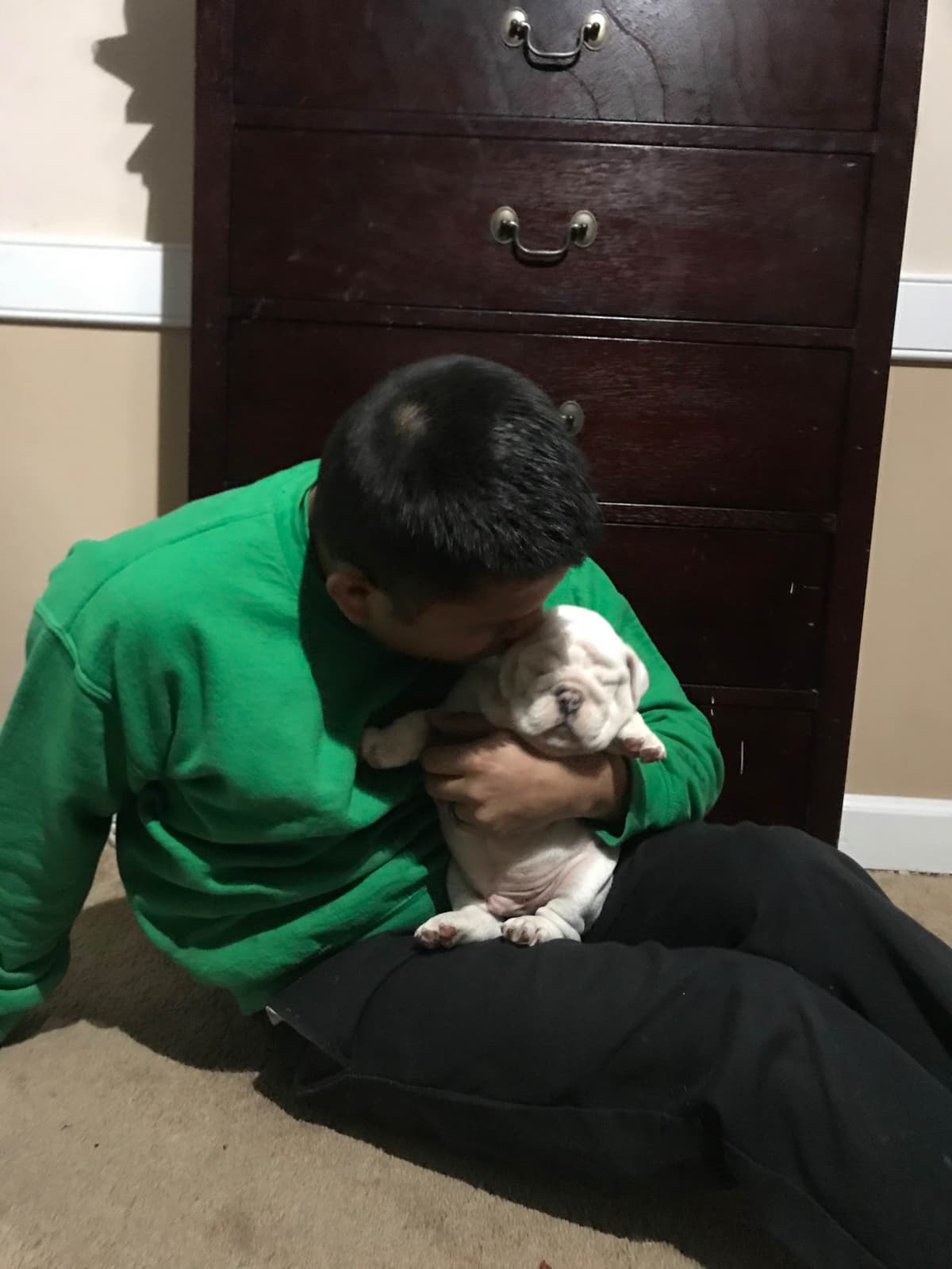 Bulldog Puppies $5000 breeder image 10
