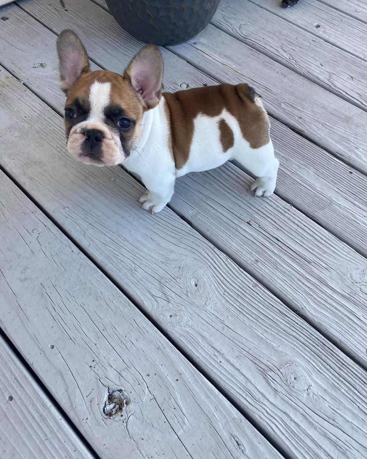 Bulldog Puppies $5000 breeder image 11