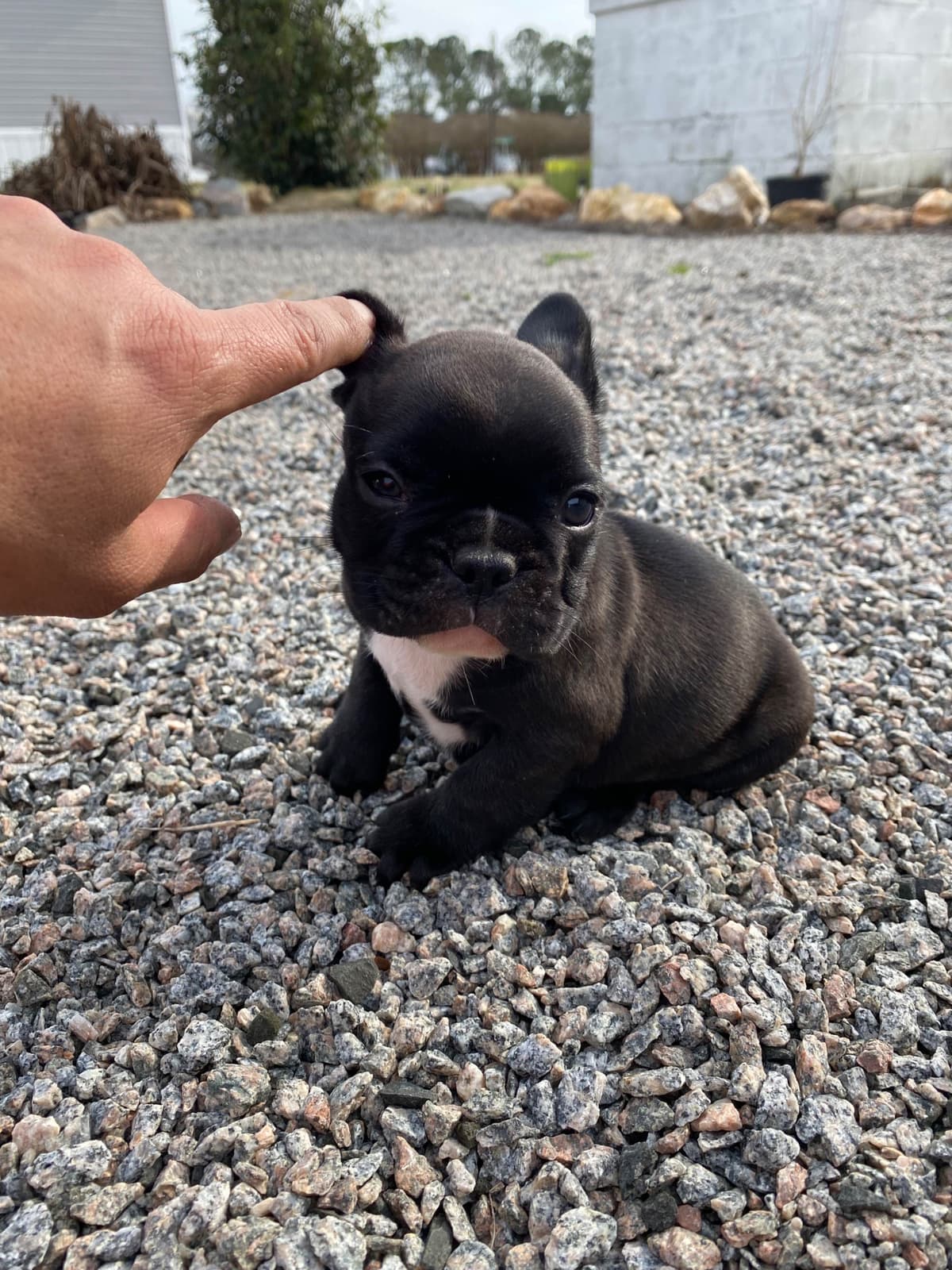 Bulldog Puppies $5000 breeder image 15