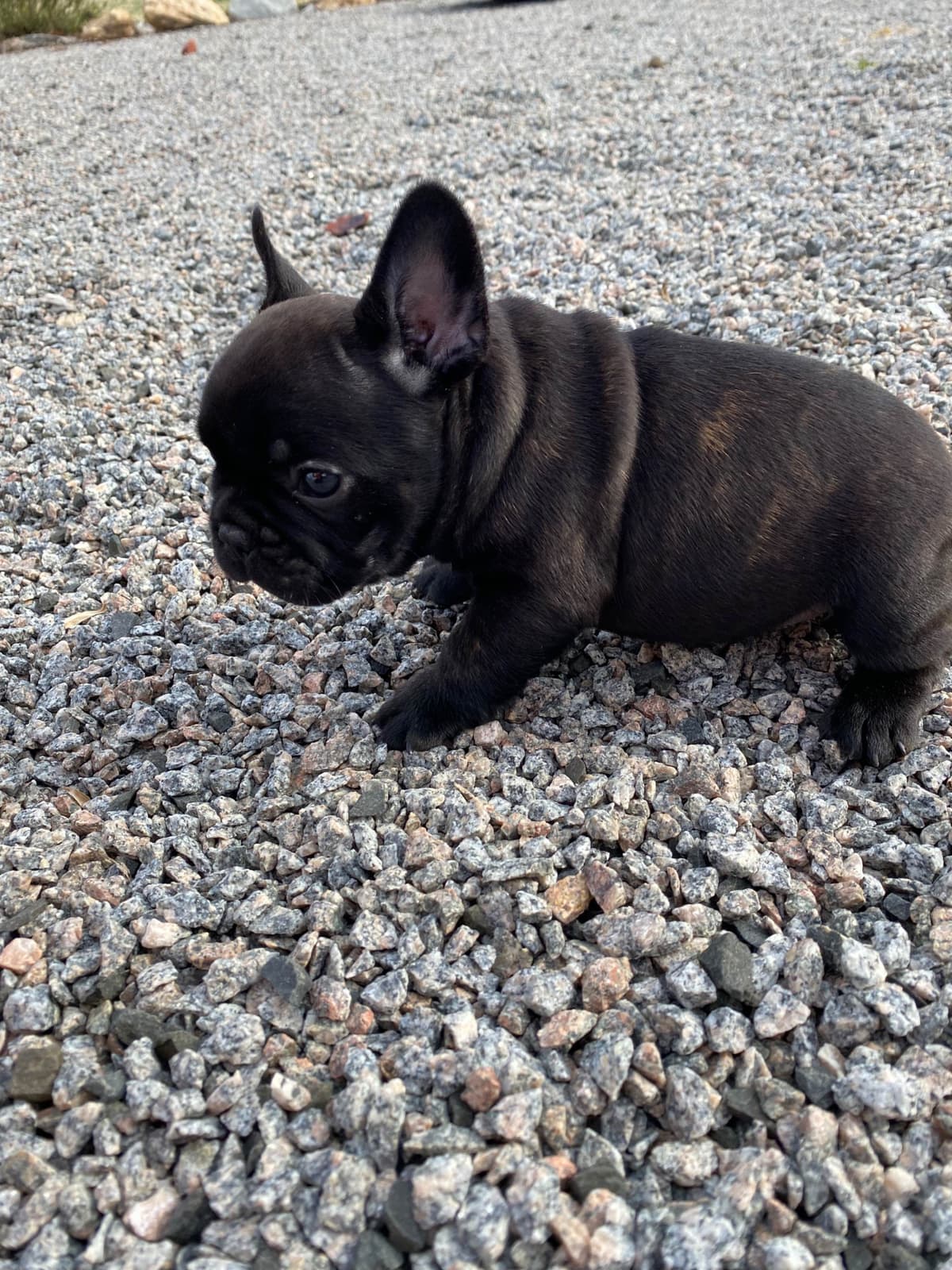 Bulldog Puppies $5000 breeder image 14