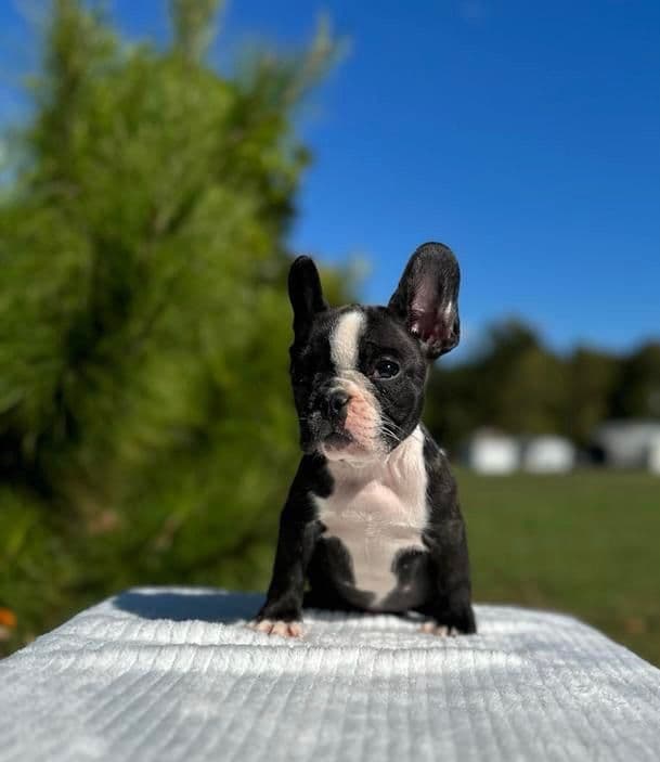 Bulldog Puppies $5000 breeder image 16