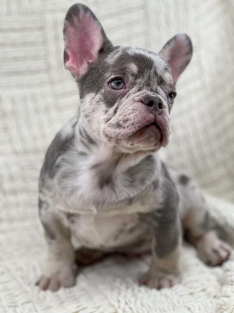 Bulldog Puppies $5000 breeder image 17