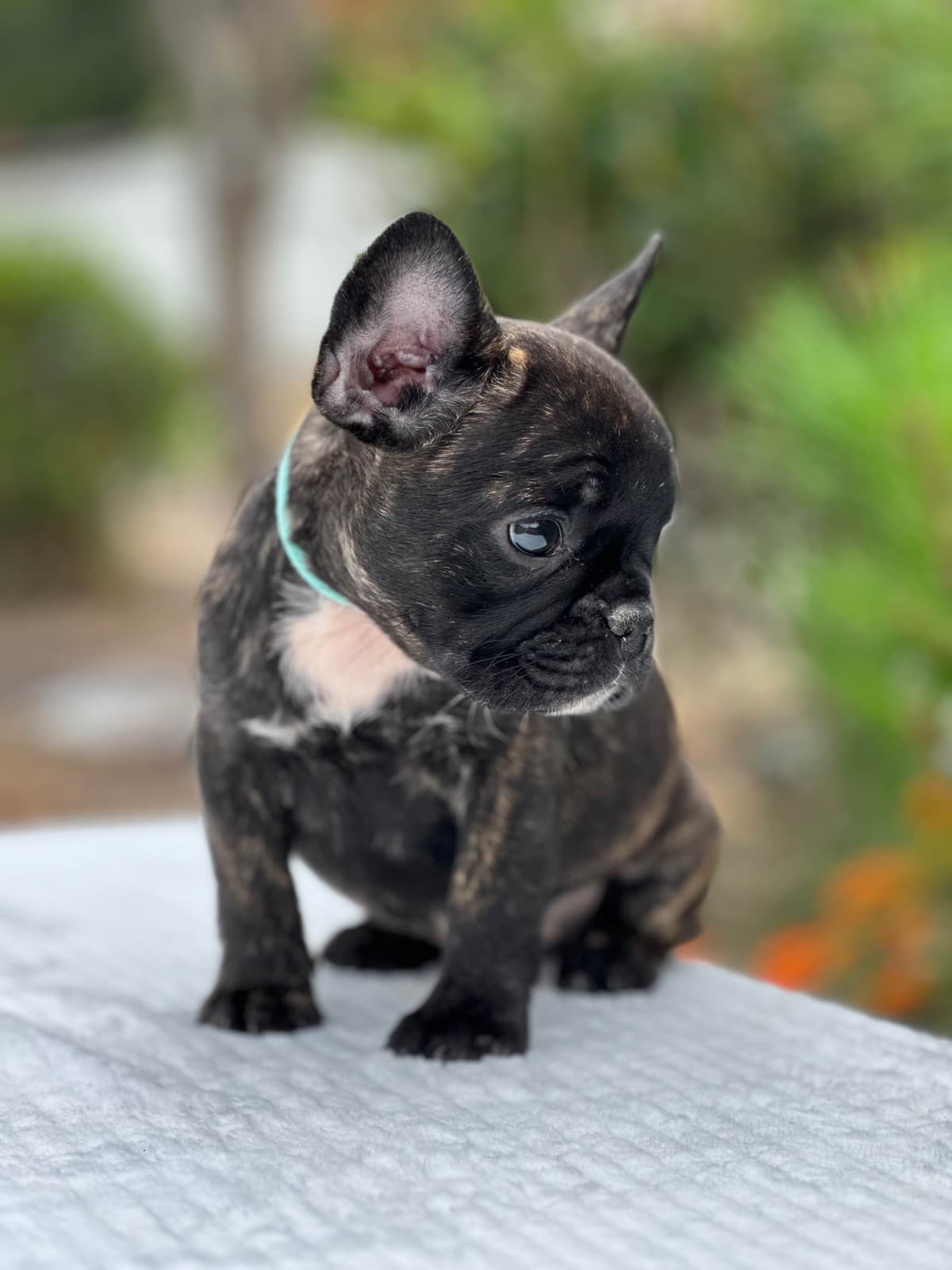 Bulldog Puppies $5000 breeder image 19