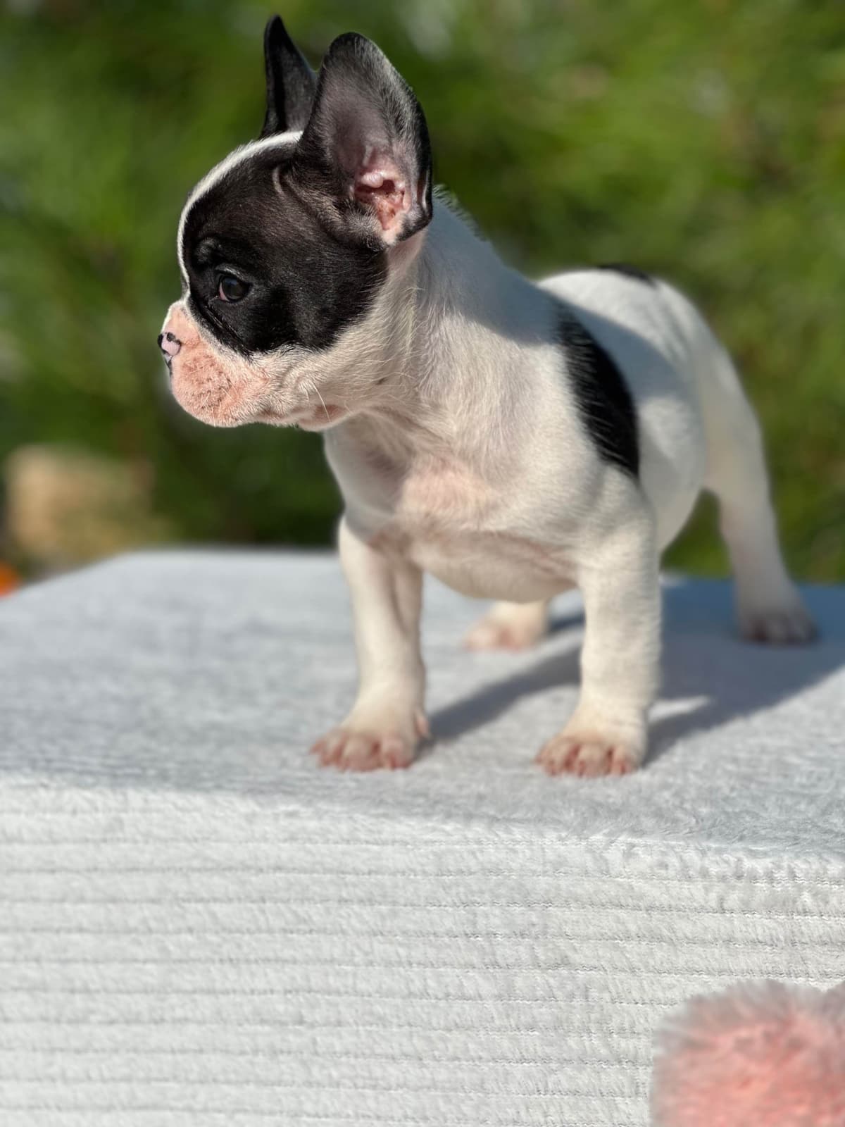 Bulldog Puppies $5000 breeder image 20