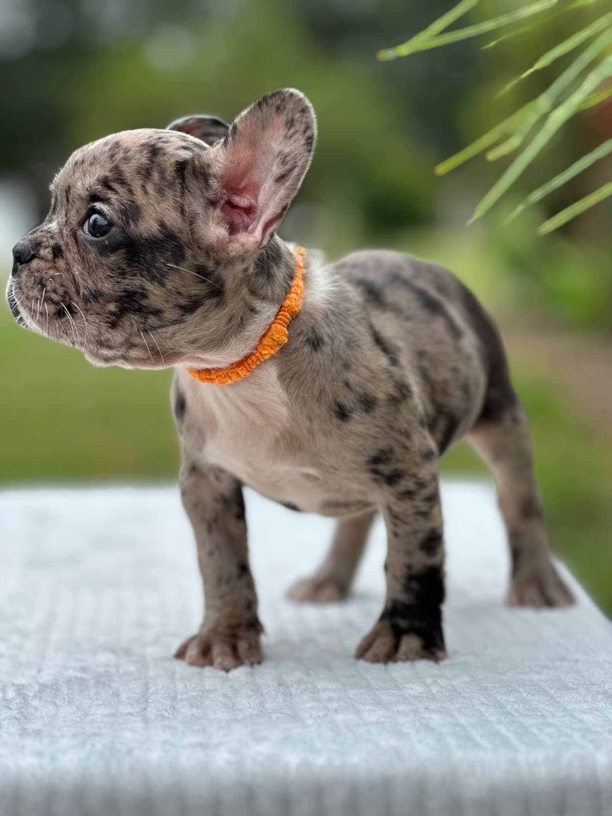 Bulldog Puppies $5000 breeder image 21