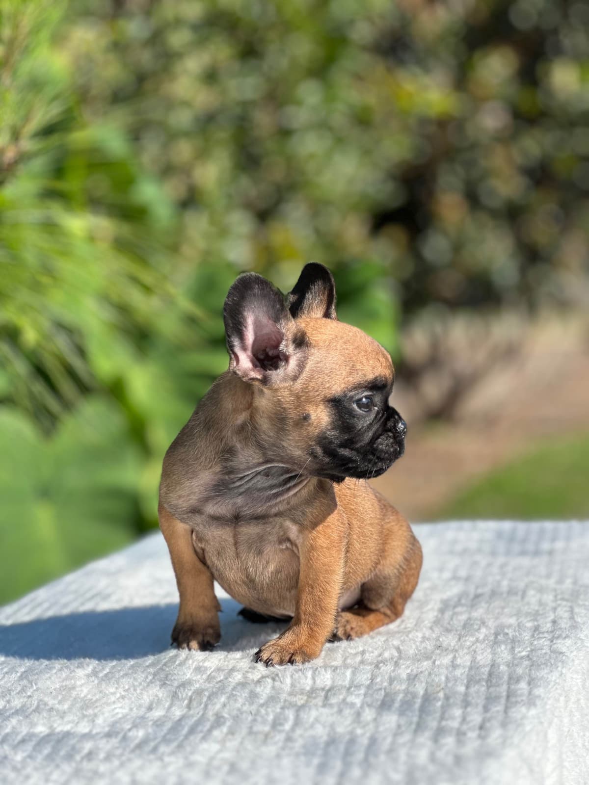 Bulldog Puppies $5000 breeder image 22