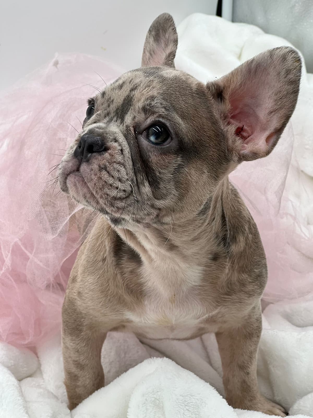 Bulldog Puppies $5000 breeder image 23