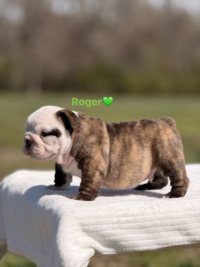 Bulldog Puppies $5000 media 2