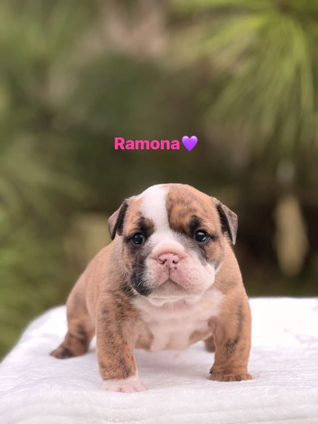 Bulldog Puppies $5000 media 3