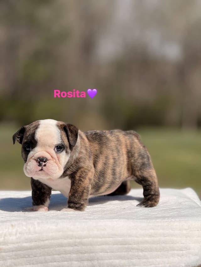 Bulldog Puppies $5000 media 4