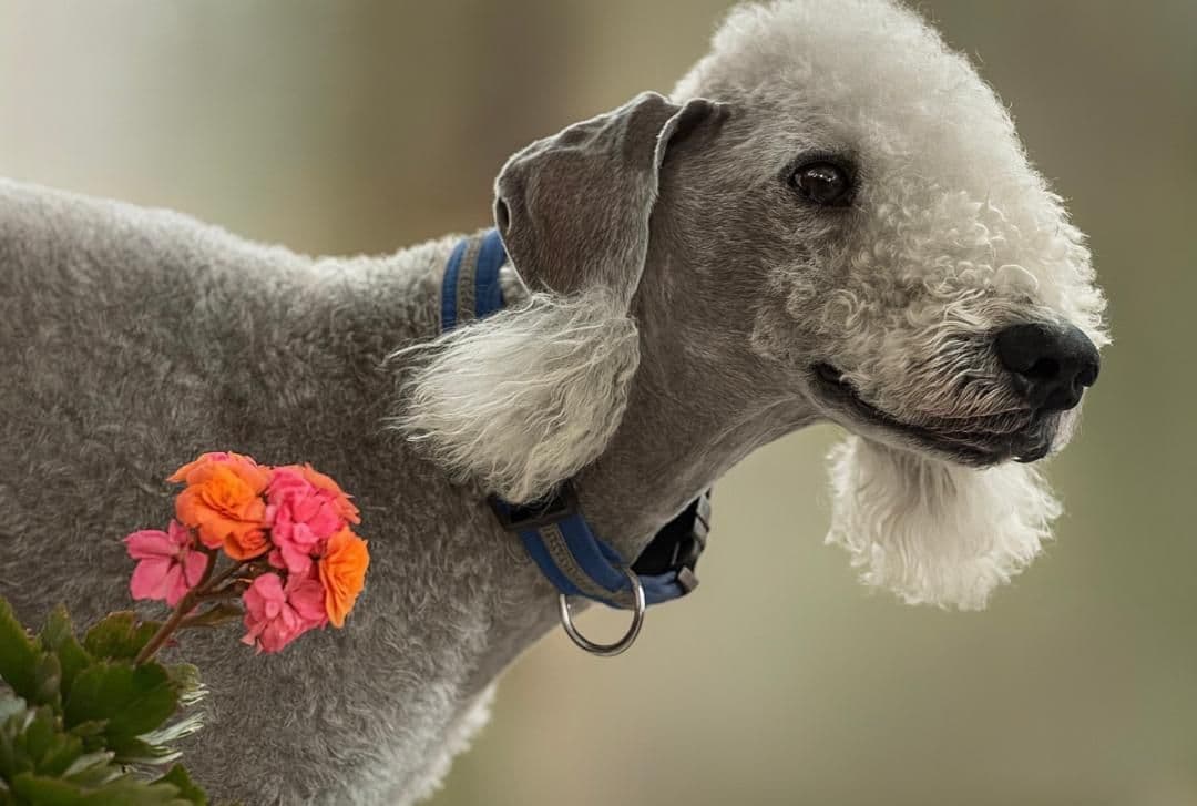Bedlington Terrier Puppies breeder image 2