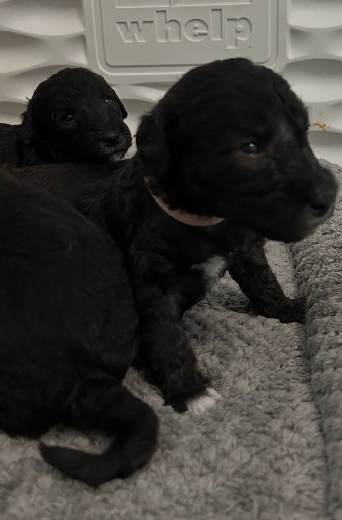 Bedlington Terrier Puppies breeder image 4