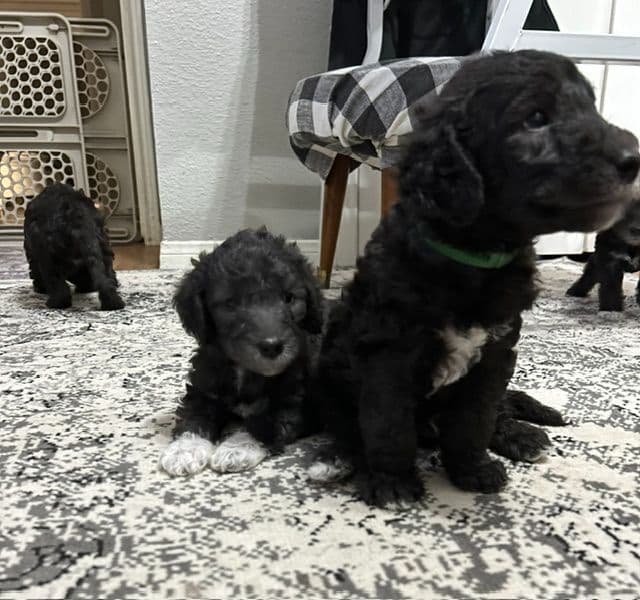 Bedlington Terrier Puppies media 2