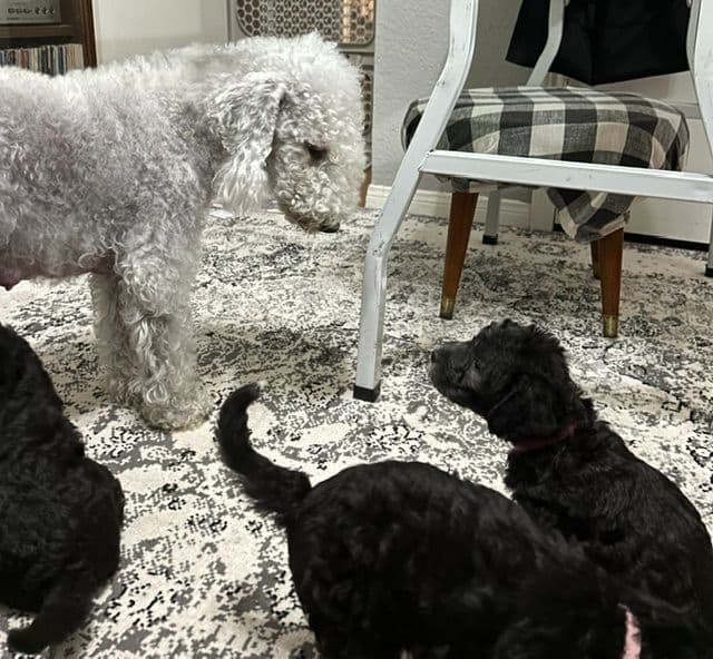 Bedlington Terrier Puppies media 3