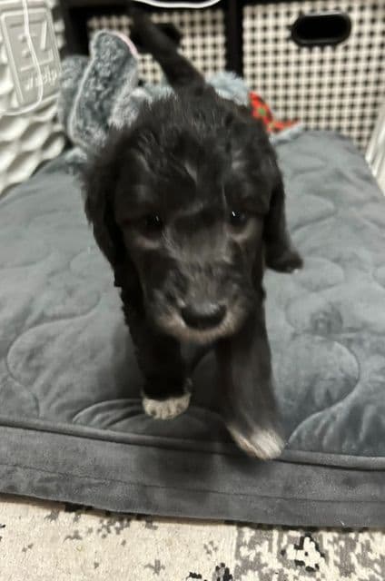 Bedlington Terrier Puppies media 4