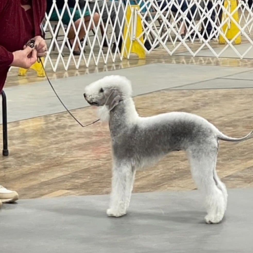 Bedlington Terrier Puppies breeder image 1